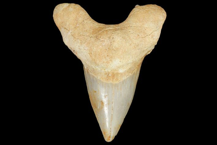 Fossil Shark Tooth (Otodus) - Morocco #103235